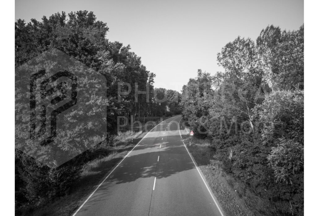 Street with trees in black and white