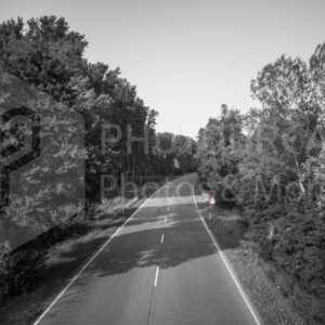 Street with trees in black and white