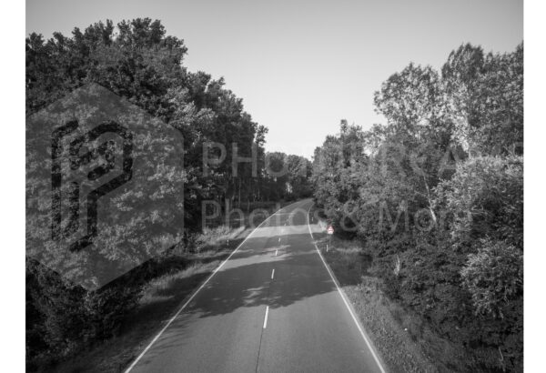 Street with trees in black and white