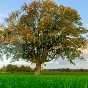 Old thick oak tree in the country