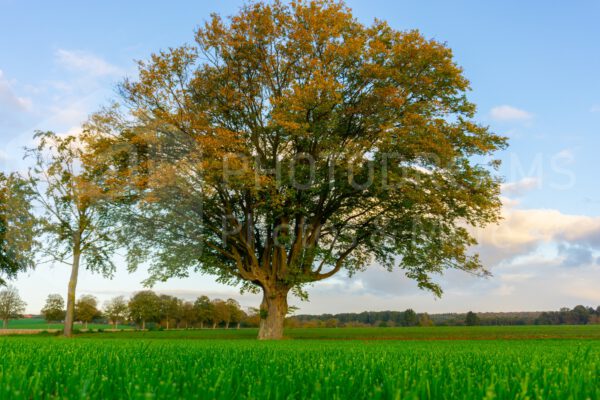 Old thick oak tree in the country