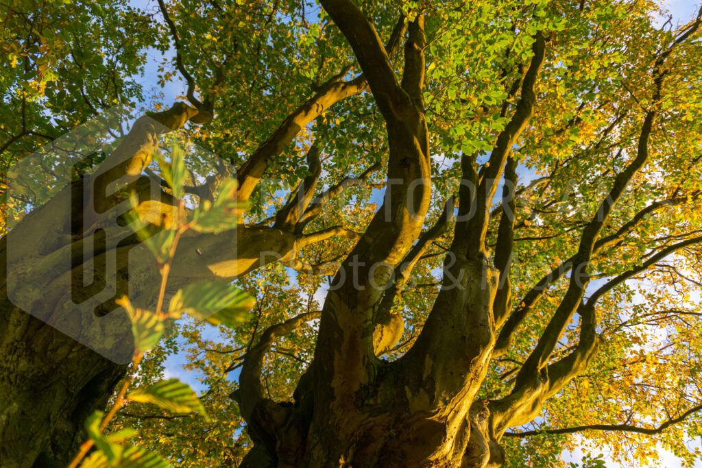 old trunk of a thick oak tree