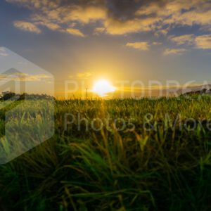 Sunrise over a field in the country