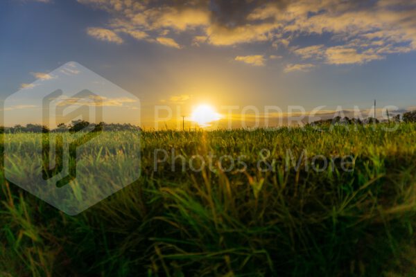 Sunrise over a field in the country