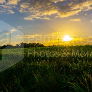 Sunrise over a field in the country