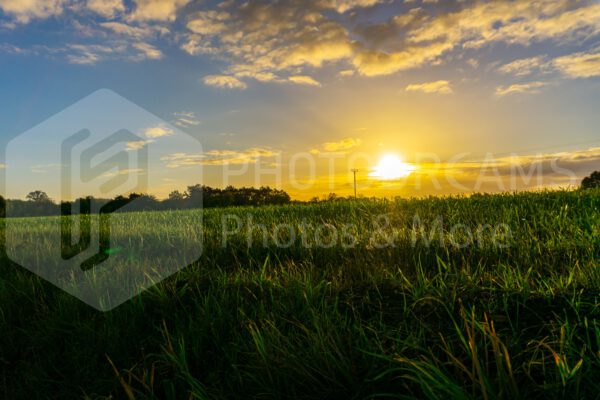 Sunrise over a field in the country